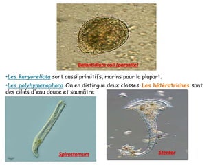 Balantidium coli (parasite)
•Les karyorelicta sont aussi primitifs, marins pour la plupart.
•Les polyhymenophora On en distingue deux classes. Les hétérotriches sont
des ciliés d'eau douce et saumâtre
Spirostomum Stentor
 