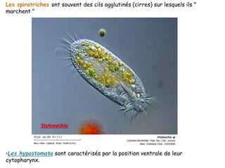 Les spirotriches ont souvent des cils agglutinés (cirres) sur lesquels ils "
marchent "
Stylonychia
•Les hypostomata sont caractérisés par la position ventrale de leur
cytopharynx.
 