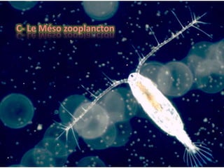 C- Le Méso zooplancton
 