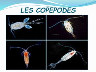 LES COPEPODES
 