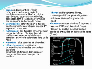  corps en deux parties (région
antérieure ovoïde regroupant
le céphalosome et le thorax, région
postérieure, courte et cylindrique,
correspondant à l'abdomen terminée
par un organe en forme de furca.
 Céphalosome constitué par la fusion
des 5 segments céphaliques avec le 1er
segment thoracique.
 Antennules ; ces fausses antennes sont
longues et dures. Elles portent de
nombreuses soies sensorielles et
semblent servir de balanciers lors de la
nage.
 Antennes : plus courtes et biramées.
 pièces buccales constituées
de mandibules biramées avec à leur
base une
expansion chitineuse denticulée et
durcie sur leur couronne par de
la silice.
Abdomen composé de 4 ou 5 segments
avec sur l'élément terminal l'anus
(dorsal) au-dessus de deux rames
caudales articulées et garnies de soies
(furca)
Thorax en 5 segments libres,
chacun garni d'une paire de pattes
natatoires biramées garnies de
soies.
 