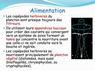 Alimentation
 Les copépodes herbivores du
plancton sont presque toujours des
filtreurs.
 Ils utilisent leurs appendices buccaux
pour créer des courants qui convergent
vers un système de soies formant un
tamis qui concentre la nourriture avant
que celle-ci ne soit conduite vers la
bouche et ingérée.
 Les copépodes herbivores se
nourrissent principalement de plancton
végétal (diatomées, mais aussi
dinoflagellés, chrysophycées, ou
cryptophycées).
 