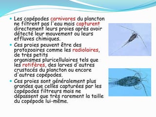  Les copépodes carnivores du plancton
ne filtrent pas l'eau mais capturent
directement leurs proies après avoir
détecté leur mouvement ou leurs
effluves chimiques.
 Ces proies peuvent être des
protozoaires comme les radiolaires,
de très petits
organismes pluricellulaires tels que
les rotifères, des larves d'autres
crustacés du plancton ou encore
d'autres copépodes.
 Ces proies sont généralement plus
grandes que celles capturées par les
copépodes filtreurs mais ne
dépassent que très rarement la taille
du copépode lui-même.
 