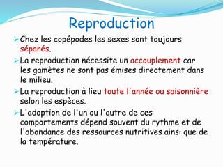 Reproduction
Chez les copépodes les sexes sont toujours
séparés.
La reproduction nécessite un accouplement car
les gamètes ne sont pas émises directement dans
le milieu.
La reproduction à lieu toute l'année ou saisonnière
selon les espèces.
L'adoption de l'un ou l'autre de ces
comportements dépend souvent du rythme et de
l'abondance des ressources nutritives ainsi que de
la température.
 