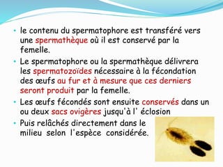 • le contenu du spermatophore est transféré vers
une spermathèque où il est conservé par la
femelle.
• Le spermatophore ou la spermathèque délivrera
les spermatozoïdes nécessaire à la fécondation
des œufs au fur et à mesure que ces derniers
seront produit par la femelle.
• Les œufs fécondés sont ensuite conservés dans un
ou deux sacs ovigères jusqu'à l' éclosion
• Puis relâchés directement dans le
milieu selon l'espèce considérée.
 