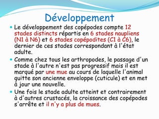 Développement
 Le développement des copépodes compte 12
stades distincts répartis en 6 stades naupliens
(N1 à N6) et 6 stades copépodites (C1 à C6), le
dernier de ces stades correspondant à l'état
adulte.
 Comme chez tous les arthropodes, le passage d'un
stade à l'autre n'est pas progressif mais il est
marqué par une mue au cours de laquelle l'animal
quitte son ancienne enveloppe (cuticule) et en met
à jour une nouvelle.
 Une fois le stade adulte atteint et contrairement
à d'autres crustacés, la croissance des copépodes
s'arrête et il n'y a plus de mues.
 
