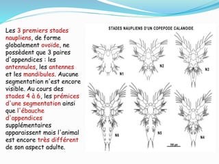 Les 3 premiers stades
naupliens, de forme
globalement ovoïde, ne
possèdent que 3 paires
d'appendices : les
antennules, les antennes
et les mandibules. Aucune
segmentation n'est encore
visible. Au cours des
stades 4 à 6, les prémices
d'une segmentation ainsi
que l'ébauche
d'appendices
supplémentaires
apparaissent mais l'animal
est encore très différent
de son aspect adulte.
 