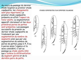 Au cours du passage du dernier
stade nauplien au premier stade
copépodite, les changements
sont plus importants. Le
premier stade copépodite
présente en effet l'aspect du
futur adulte. La segmentation
apparaît clairement et les deux
premières paires de pattes
sont présentes. Les passages
successifs du premier au
dernier stade copépodite se
traduisent par une
augmentation du nombre de
segments ainsi que par une
augmentation du nombre de
paires de pattes jusqu'à 4, 5 ou
6 paires selon l'espèce et le
sexe considéré. C'est au
passage au stade adulte (C6)
que s'achève la différentiation
du segment génital et de la
dernière paire de patte.
 
