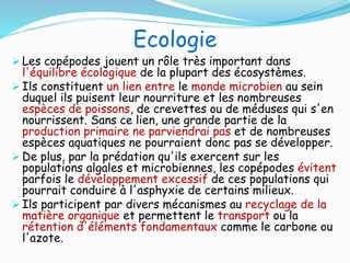 Ecologie
 Les copépodes jouent un rôle très important dans
l'équilibre écologique de la plupart des écosystèmes.
 Ils constituent un lien entre le monde microbien au sein
duquel ils puisent leur nourriture et les nombreuses
espèces de poissons, de crevettes ou de méduses qui s'en
nourrissent. Sans ce lien, une grande partie de la
production primaire ne parviendrai pas et de nombreuses
espèces aquatiques ne pourraient donc pas se développer.
 De plus, par la prédation qu'ils exercent sur les
populations algales et microbiennes, les copépodes évitent
parfois le développement excessif de ces populations qui
pourrait conduire à l'asphyxie de certains milieux.
 Ils participent par divers mécanismes au recyclage de la
matière organique et permettent le transport ou la
rétention d'éléments fondamentaux comme le carbone ou
l'azote.
 