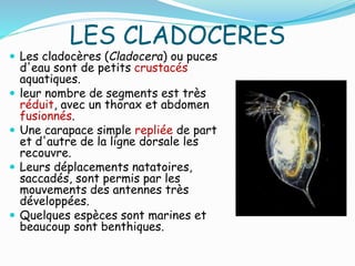LES CLADOCERES
 Les cladocères (Cladocera) ou puces
d'eau sont de petits crustacés
aquatiques.
 leur nombre de segments est très
réduit, avec un thorax et abdomen
fusionnés.
 Une carapace simple repliée de part
et d'autre de la ligne dorsale les
recouvre.
 Leurs déplacements natatoires,
saccadés, sont permis par les
mouvements des antennes très
développées.
 Quelques espèces sont marines et
beaucoup sont benthiques.
 