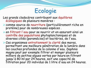 Ecologie
Les grands cladocères contribuent aux équilibres
écologiques de plusieurs manières :
 comme source de nourriture (particulièrement riche en
protéine) pour de nombreuses espèces .
 en filtrant l'eau pour se nourrir et en assurant ainsi un
contrôle des populations phytoplanctoniques et de
diverses ciliés (paramécies) et bactéries, de l'eau.
 Ces organismes entretiennent la clarté des mares,
permettant une meilleure pénétration de la lumière dans
les couches profondes de la colonne d'eau. Daphnia
magna peut par exemple filtrer et manger plusieurs
milliers de petites algues vertes par heure en filtrant
jusqu'à 80 ml par 24 heures, soit une capacité de
filtration pour 20 individus de 1 litre d'eau en 24 heures.
 