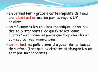 en permettant - grâce à cette limpidité de l'eau
une désinfection accrue par les rayons UV
solaires.
en mélangeant les couches thermiques et salines
des eaux stagnantes, ce qui évite les "eaux
mortes" ou appauvries parce que trop chaudes en
surface ou trop minéralisées
en limitant les pullulations d'algues filamenteuses
de surface (tant que les nitrates et phosphates ne
sont pas surabondants).
 