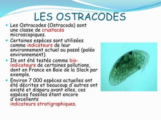 LES OSTRACODES
 Les Ostracodes (Ostracoda) sont
une classe de crustacés
microscopiques.
 Certaines espèces sont utilisées
comme indicateurs de leur
environnement actuel ou passé (paléo
environnement).
 Ils ont été testés comme bio-
indicateurs de certaines pollutions,
dont en France en Baie de la Slack par
exemple.
 Environ 7 000 espèces actuelles ont
été décrites et beaucoup d'autres ont
existé et disparu avant elles, ces
espèces fossiles étant encore
d'excellents
indicateurs stratigraphiques.
 