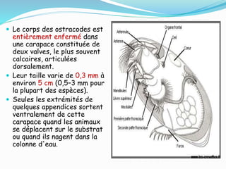  Le corps des ostracodes est
entièrement enfermé dans
une carapace constituée de
deux valves, le plus souvent
calcaires, articulées
dorsalement.
 Leur taille varie de 0,3 mm à
environ 5 cm (0,5–3 mm pour
la plupart des espèces).
 Seules les extrémités de
quelques appendices sortent
ventralement de cette
carapace quand les animaux
se déplacent sur le substrat
ou quand ils nagent dans la
colonne d'eau.
 