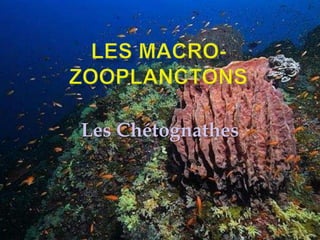 Les Chétognathes
 