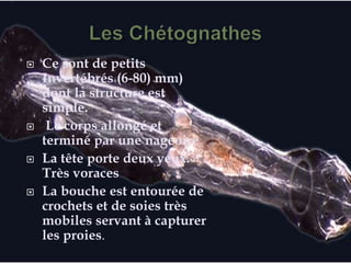  Ce sont de petits
Invertébrés (6-80) mm)
dont la structure est
simple.
 Le corps allongé et
terminé par une nageoire
 La tête porte deux yeux.
Très voraces
 La bouche est entourée de
crochets et de soies très
mobiles servant à capturer
les proies.
 