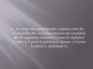  Le corps des amphipodes, comme celui de
l’ensemble des eu malacostracés est constitué
de 19 segments (somites) 5 pour le céphalon
(« tête »), 8 pour le péréion (« thorax ») 6 pour
le pléon (« abdomen »).
 
