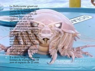 
 Le Bathynome géant est
un isopode marin qui fait
partie de la famille des
crustacés. Son corps, de
couleur brun à gris
violacé, est de forme
allongée et son
exosquelette est composé
de 14 segments articulés,
tête et abdomen compris,
disposant chacun d’une
paire de pattes. Le large
abdomen est arrondi et
équipé de 12 à 14 pointes
terminales. La tête est
surmontée de deux paires
d’antennes et ses
mâchoires sont équipées
de quatre paires de
mandibule,
 Il a deux larges yeux sous
formes de triangles de 18
mm et espacés de 25 mm.
 
