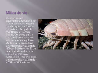 Milieu de vie :
C’est un cas de
gigantisme abyssal et il se
trouve dans tout le golfe
du Mexique, des Antilles,
du golfe du Bengale, la
mer Rouge et l’océan
Indien. On pense qu’il a
une préférence pour les
sols boueux ou argileux.
On le trouve aussi dans
des profondeurs allant de
-170 à - 2 140 mètres, là où
la température des eaux
est en 4 et 9°C. Aux
Antilles, on le trouve dans
des profondeurs allant de
– 500 à – 1000 mètres.
 