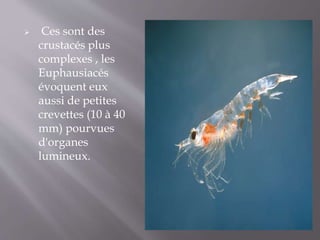  Ces sont des
crustacés plus
complexes , les
Euphausiacés
évoquent eux
aussi de petites
crevettes (10 à 40
mm) pourvues
d'organes
lumineux.
 