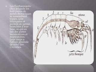  Les Euphausiacés:
chez lesquels les
huit paires de
pattes thoraciques
se ressemblent
toutes, sont
bifurquées et
portent de petites
branchies à leur
base, ce qui en
fait des pattes
locomotrices et
respiratoires.
Leur corps a
l'allure générale
de celui des
Crevettes.
 
