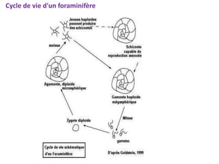 Cycle de vie d'un foraminifère
 