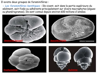 Il existe deux groupes de foraminifères :
- Les foraminifères benthiques : Ils vivent, soit dans la partie supérieure du
sédiment, soit fixés ou adhérents principalement sur divers macrophytes (algues
ou phanérogrames). Ils sont connus depuis environ 600 millions d'années.
Ammonia beccarii buccella frigida
Trochammina Bulimina
 