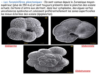 - Les foraminifères planctoniques : Ils sont connus depuis le Jurassique moyen-
supérieur (plus de 150 m.a) et sont toujours présents dans le plancton des océans
actuels. Certains d'entre eux abritent, dans leur cytoplasme, des algues vertes
unicellulaires symbiotes et colonisent préférentiellement les zones superficielles
les mieux éclairées des océans (épiplancton).
Globigerina Globorotalia
Globotruncana
 