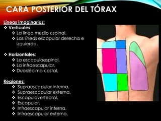 Evauacion y Exploracion del paciente Respiratorio | PDF