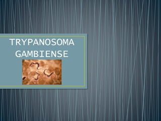 TRYPANOSOMA
GAMBIENSE
 