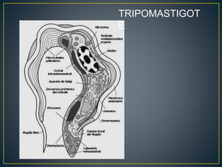 TRIPOMASTIGOT
E
 