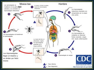 La mosca, al tomar la sangre,
inyecta los tripomastigotes
metaciclicos
Los tripomastigotes
metaciclicos inyectados son
transportados por la sangre
otras partes.
Los tripomastigotes se
multiplican en diferentes
fluidos corporales: sangre,
linfa, liquido cefalorraquídeo
Tripomastigote en sangre
Los tripomastigotes
llegan al intestino y
se dividen por fisión
binaria
Los tripomastigotes se transforman
en epimastigotes
Los epimastigotes se
multiplican en las glándulas
salivales y se convierten en
tripomastigote metaciclicos
La mosca tsé-tsé, al
alimentarse, ingiere
los tripomastigotes
presentes en la
sangre periférica
Mosca tse-
tsé
Hombre
Fase infectiva
Fase diagnostica
 