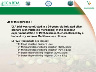 For this purpose :
 A trial was conducted in a 36-years old irrigated olive
orchard (var. Picholine marocaine) at the Tessaout
experiment station of INRA Marrakech characterized by a
hot and dry summer Mediterranean climate.
 Five treatments are tested :
T1= Flood irrigation (farmer’s use)
T2= Minimum tillage with drip irrigation (100% x ETc)
T3= Minimum tillage with drip irrigation (70% x ETc)
T4= Deep tillage with drip irrigation (100% x ETc)
T5= Deep tillage with drip irrigation (70% x ETc)
 