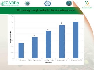 Olive average weight under the five studied treatments.
 