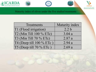 Maturity index of olives under the five studied treatments
Treatments Maturity index
T1 (Flood irrigation) 2.2 b
T2 (Min Till 100 % ETc) 3.04 a
T3 (Min Till 70 % ETc) 2.87 a
T4 (Deep till 100 % ETc ) 2.94 a
T5 (Deep till 70 % ETc ) 2.69 a
 