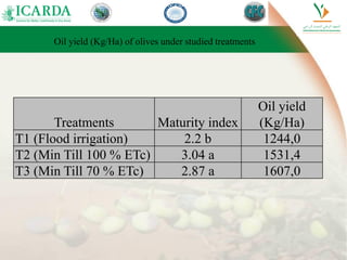 Oil yield (Kg/Ha) of olives under studied treatments
Treatments Maturity index
Oil yield
(Kg/Ha)
T1 (Flood irrigation) 2.2 b 1244,0
T2 (Min Till 100 % ETc) 3.04 a 1531,4
T3 (Min Till 70 % ETc) 2.87 a 1607,0
 