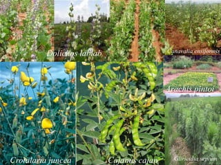 Crotalaria juncea Cajanus cajan
Dolichos lablab
Arachis pintoi
Gliricidia sepium
Canavalia ensiformis
 