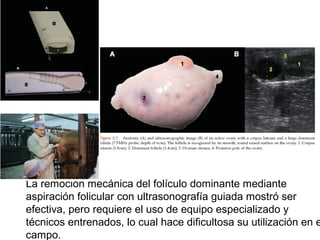 La remoción mecánica del folículo dominante mediante
aspiración folicular con ultrasonografía guiada mostró ser
efectiva, pero requiere el uso de equipo especializado y
técnicos entrenados, lo cual hace dificultosa su utilización en e
campo.
 