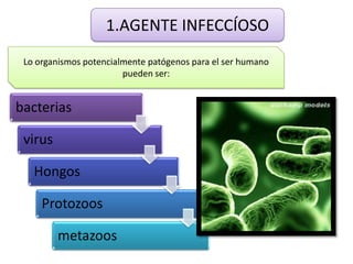 1.AGENTE INFECCÍOSO
 Lo organismos potencialmente patógenos para el ser humano
                        pueden ser:


bacterias

 virus

   Hongos

     Protozoos

         metazoos
 