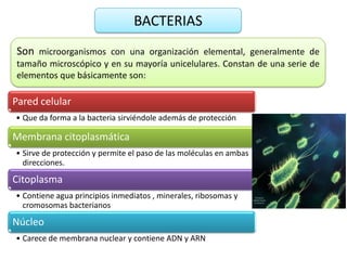 BACTERIAS
Son microorganismos con una organización elemental, generalmente de
tamaño microscópico y en su mayoría unicelulares. Constan de una serie de
elementos que básicamente son:

Pared celular
• Que da forma a la bacteria sirviéndole además de protección

Membrana citoplasmática
• Sirve de protección y permite el paso de las moléculas en ambas
  direcciones.

Citoplasma
• Contiene agua principios inmediatos , minerales, ribosomas y
  cromosomas bacterianos

Núcleo
• Carece de membrana nuclear y contiene ADN y ARN
 