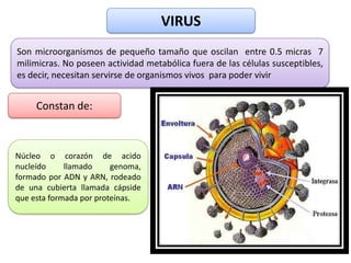 VIRUS
Son microorganismos de pequeño tamaño que oscilan entre 0.5 micras 7
milimicras. No poseen actividad metabólica fuera de las células susceptibles,
es decir, necesitan servirse de organismos vivos para poder vivir


     Constan de:



Núcleo o corazón de acido
nucleído     llamado     genoma,
formado por ADN y ARN, rodeado
de una cubierta llamada cápside
que esta formada por proteínas.
 