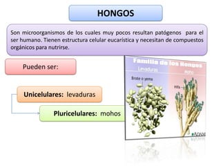 HONGOS
Son microorganismos de los cuales muy pocos resultan patógenos para el
ser humano. Tienen estructura celular eucarística y necesitan de compuestos
orgánicos para nutrirse.


    Pueden ser:


     Unicelulares: levaduras

                Pluricelulares: mohos
 