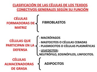 CLASIFICACIÓN DE LAS CÉLULAS DE LOS TEJIDOS
     CONECTIVOS GENERALES SEGÚN SU FUNCIÓN

   CÉLULAS
FORMADORAS DE       FIBROBLASTOS
    MATRIZ

                   - MACRÓFAGOS
  CÉLULAS QUE      - MASTOCITOS O CÉLULAS CEBADAS
PARTICIPAN EN LA   - PLASMOCITOS O CÉLULAS PLASMÁTICAS
    DEFENSA        - LEUCOCITOS:
                   NEUTRÓFILO, EOSINÓFILOS, LINFOCITOS.
    CÉLULAS
ALMACENADORAS         ADIPOCITOS
   DE GRASA
 