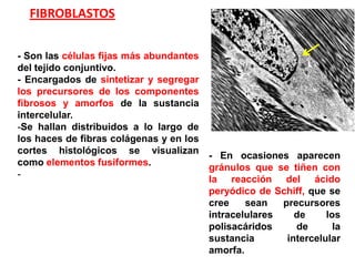FIBROBLASTOS


- Son las células fijas más abundantes
del tejido conjuntivo.
- Encargados de sintetizar y segregar
los precursores de los componentes
fibrosos y amorfos de la sustancia
intercelular.
-Se hallan distribuidos a lo largo de
los haces de fibras colágenas y en los
cortes histológicos se visualizan
                                       - En ocasiones aparecen
como elementos fusiformes.
                                       gránulos que se tiñen con
-
                                       la reacción del ácido
                                       peryódico de Schiff, que se
                                       cree    sean   precursores
                                       intracelulares    de     los
                                       polisacáridos     de       la
                                       sustancia       intercelular
                                       amorfa.
 