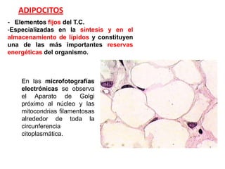 ADIPOCITOS
- Elementos fijos del T.C.
-Especializadas en la síntesis y en el
almacenamiento de lípidos y constituyen
una de las más importantes reservas
energéticas del organismo.



    En las microfotografías
    electrónicas se observa
    el Aparato de Golgi
    próximo al núcleo y las
    mitocondrias filamentosas
    alrededor de toda la
    circunferencia
    citoplasmática.
 