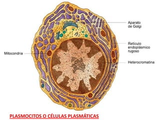 PLASMOCITOS O CÉLULAS PLASMÁTICAS
 