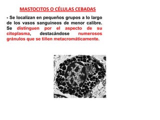 MASTOCITOS O CÉLULAS CEBADAS
- Se localizan en pequeños grupos a lo largo
de los vasos sanguíneos de menor calibre.
Se distinguen por el aspecto de su
citoplasma,     destacándose    numerosos
gránulos que se tiñen metacromáticamente.
 