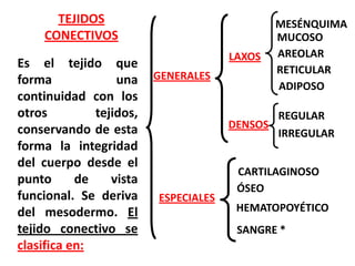TEJIDOS                                 MESÉNQUIMA
    CONECTIVOS                                MUCOSO
                                      LAXOS   AREOLAR
Es el tejido que                              RETICULAR
forma             una    GENERALES
                                              ADIPOSO
continuidad con los
otros         tejidos,                       REGULAR
conservando de esta                   DENSOS
                                             IRREGULAR
forma la integridad
del cuerpo desde el
                                       CARTILAGINOSO
punto      de    vista
                                       ÓSEO
funcional. Se deriva     ESPECIALES
del mesodermo. El                      HEMATOPOYÉTICO
tejido conectivo se                    SANGRE *
clasifica en:
 