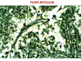 TEJIDO RETICULAR
 