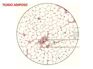 TEJIDO ADIPOSO
 
